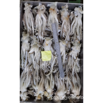 Squid congelada sobrando tentáculos nototodarus sloanii 180-200g